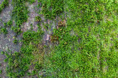 Yoğun, parlak yeşil yosunların canlı dokusunu gösteren bir makro çekim. Ağaç gövdesinin koyu ve nemli kabuğunu ağır bir şekilde kaplıyor..