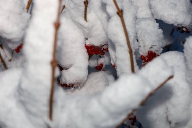 Parlak kırmızı viburum kümeleri ya da rowan üzümleri kabarık kar örtüleri ve bulanık çalılıkların arasından dikizliyorlar. Yakın çekim, kış ormanlarındaki don ve tatillerle ilişkili renk ve dokuların zıtlığını vurguluyor..
