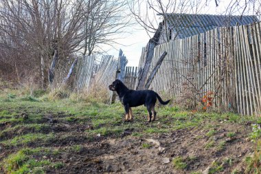 Çamurlu zemin ve çimlerle kaplı bir yamaçta duran kahverengi bir köpek, eski bir ahşap çitin arka planına ve bir evin çatısına bakıyor..