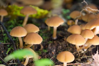 İnce saplı kahverengi orman mantarları yosun ve düşen yapraklar arasında yoğun bir kümede yetişir. Yumuşak doğal ışık, sonbahar ormanı atmosferi yaratır. Hassas başlıkları ve toprak dokusunu ön plana çıkarır..