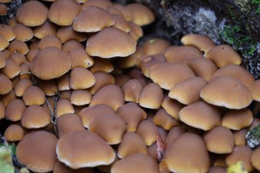 Çürük ahşap ya da ağaç kütüğünde büyüyen yumuşak, açık kahverengi şapkalı büyük ve yoğun bir mantar kolonisi. Mantarların yoğun kütlesi, üretken büyümelerini ve doğal dokularını vurgulayarak, neredeyse tüm çerçeveyi dolduruyor..