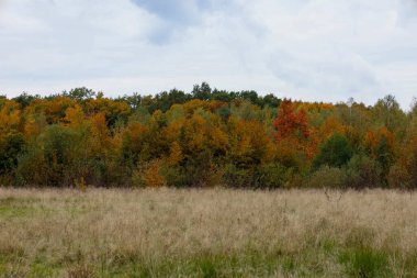 Arka planda ormanın zengin renklerini barındıran güzel bir sonbahar manzarası. Sarı, turuncu ve yeşil ağaç tepe örtüleri, bulutlu bir gökyüzünün altında ön plandaki kuru çimen alanıyla tezat oluşturur..