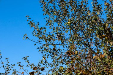 Bu, bir ağaç dalına tünemiş, açık mavi gökyüzüne karşı sonbahar yapraklı bir kuşun harika bir görüntüsü. Koyu renk kuş, yaprakların yeşil-kahverengi renkleri ve el değmemiş gökyüzü arasındaki zıtlık, cennet gibi doğal bir manzara yaratır..