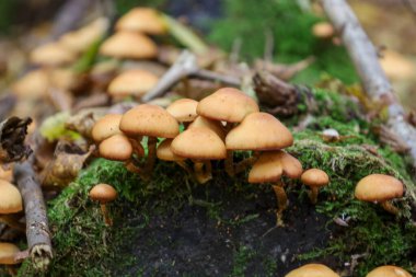 Parlak yeşil yosunlarla kaplı bir ağaçta veya kütükte yetişen kahverengimsi-turuncu kapaklı küçük mantar kümesinin yakın çekim görüntüsü. Doku ve renklere odaklanarak sonbahar ormanlarının vahşi doğasının ayrıntılarına dikkat çekiliyor..