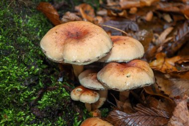 Yakın çekim çerçevesi, parlak yeşil yosun ve kurumuş sonbahar yapraklarından oluşan arka planda büyüyen kahverengimsi-turuncu başlıklı küçük bir mantar kümesini yakalar.. 
