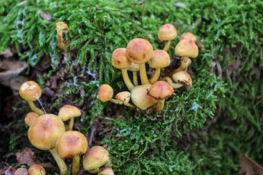 Sarı-turuncu kapaklı küçük mantar kümesi yoğun, parlak yeşil yosun tabakasında büyüyor. Mantarlar keskin bir odak noktasındayken kalın, dokulu yosun yoğun bir yeşil zemin oluşturur..