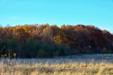 Yatay bir manzara, açık mavi gökyüzüne karşı bir sonbahar ormanının kenarını gösteriyor. Üst ağaç tepe örtüsü sarı-turuncu ve kırmızımsı-kahverengi renklerle renklidir.,
