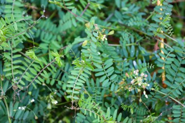 Bir makro çekim yoğun bir kapak göstermektedir narin, iğneli, parlak yeşil yapraklar ve sürünen bir bitkinin ince sapları, muhtemelen vetch. Küçük soluk sarı ve beyaz çiçekler bazı saplarda görünür..