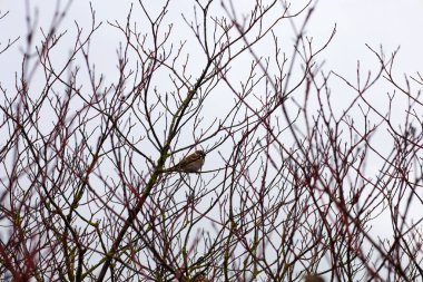 Küçük bir serçe, parlak, kasvetli bir gökyüzüne karşı kırmızı-kahverengi renkli bir çalılığın ince, iç içe, yapraksız dallarına tünemiş..