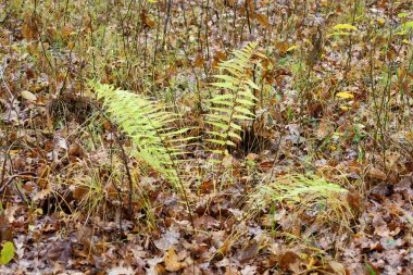 Parlak yeşil eğrelti otları orman zemininde yetişir, koyu kahverengi yapraklar ve kuru otlarla kaplıdır. Bazı eğreltiotu yaprakları sarıya dönüyor, mevsimlerin değişimini vurguluyor..