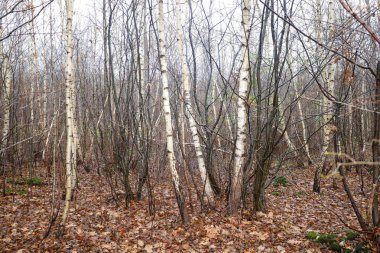 Dikey beyaz gövdelerin yoğun, ince ve çıplak dalları delip geçerek kalın bir doğal çit oluşturduğu bir sonbahar huş ağacı koruluğunun manzarası.