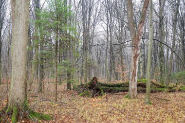 Uzun, çıplak ağaçlar ve düşen yapraklarla kasvetli bir sonbahar ormanı vahşi, doğal bir atmosfer yaratır. Dikey gövdeler arasında uzanan yosun kaplı bir ağaç gövdesine odaklanılıyor. Doku ve yeşil aksanlar ekleniyor..
