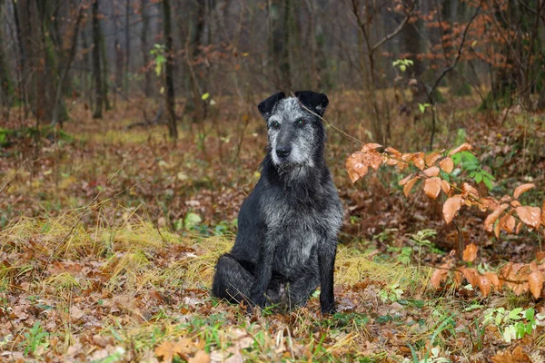 Orta boylu, siyah kürklü, pençelerinde ve ağızlık izleriyle bir sonbahar ormanında yan yana duran bir köpek..