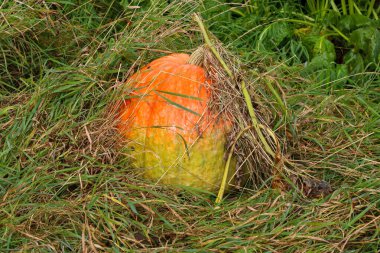 Bu büyük, olgunlaşan bir balkabağının fotoğrafı. Üstteki parlak turuncudan alttaki açık yeşile geçiş gösteriyor. Uzun yeşil ve kuru otların arasında dinleniyor..