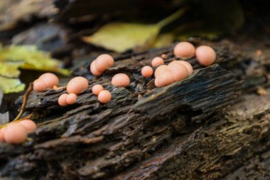 Yakın plan çekimde, koyu, derin çatlamış bir odun parçasında büyüyen şeftali rengi küçük bir karışım (balçık kalıpları) bulunur..