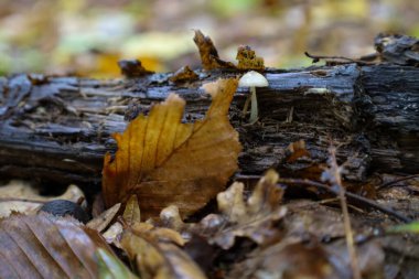 Düşen sonbahar yaprakları arasında çürüyen eski bir kütükte küçük beyaz bir mantar filizlenir. Makro fotoğraf orman zemininin dokusunu ve detaylarını vurgular, sessiz, sonbahar mikro florasının atmosferini yakalar..