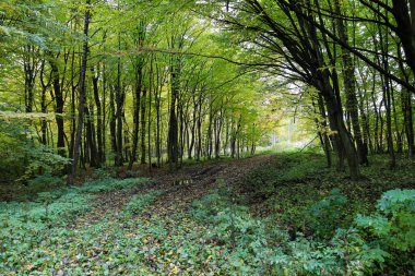 Düşen yapraklarla kaplı, kırsal bir orman yolu sonbahar ormanının derinliklerine çıkar. Parlak yeşil ve sarı yapraklı uzun ağaçlar yoğun, serin görünümlü yeşil bir tünel oluşturarak vahşi doğayı ve doğal güzelliği ima eder..