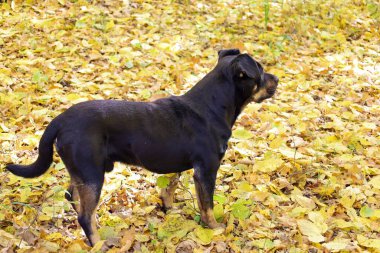 Kahverengi işaretli siyah bir köpek, parktaki ya da ormandaki sarı yapraklardan oluşan parlak bir halının ortasında duruyor. Hayvan dikkatle uzaklığa bakıyor, sonbahar arkaplanına karşı bir beklenti ve tetikte olma hissi yaratıyor..