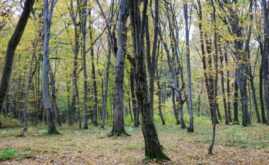 Siyah kürklü ve kırmızımsı kahverengi işaretli bir köpek orman zemininde profilde duruyor, kahverengi yapraklarla kaplı, dikkatle uzaklığa bakıyor.. 