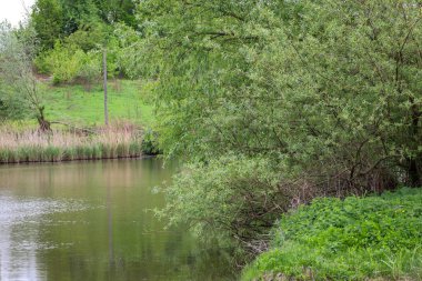 Yeşil bir çalı ya da ağaç tepe örtüsü, bir nehrin ya da göletin sakin suları üzerinde yoğun bir şekilde asılı durur..