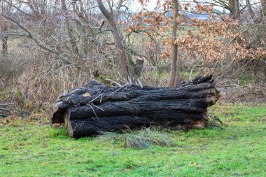 Devrilen bir ağacın büyük, siyah gövdesi parlak yeşil çimenlerin üzerinde yer alır. Koyu, kaba kabuğu çevresindekilerle çelişir. Arkasında ise kuru çalılar ve kahverengi yapraklı uzun ağaçlar görülebiliyor ve bu da tipik bir sonbahar sonu veya kış başlangıcı manzarası yaratıyor..