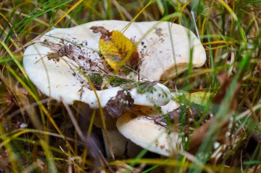 Yoğun yeşil ve kuru çimenlerin arasına gizlenmiş geniş kapaklı iki büyük soluk mantardan oluşan harika bir yakın çekim. Toprak kalıntıları ve küçük sarı-kahverengi sonbahar yaprağı kremalı kapsüllerde görülebilir.,