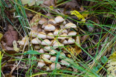 Yuvarlak kapaklı bir grup küçük bej mantar kalın yeşil çimenler ve düşmüş kahverengi sonbahar yaprakları arasında yetişir. Bu makro çekim otların dikey çizgileri ve yatay mantar kümesi arasındaki kontrastı iletir., 