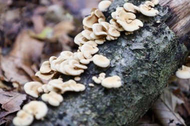 Bir grup küçük açık bej ya da kremalı mantar, orman zemininde eğimli bir şekilde, devrilmiş bir ağacın eski siyah gövdesinde yetişir..