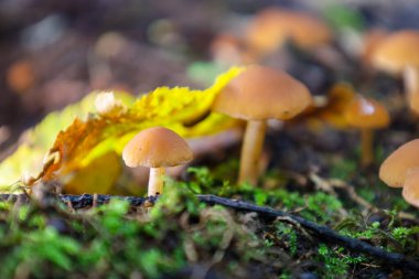 İki küçük turuncu-kahverengi mantar, orman zemininde, bulanık sarı sonbahar yapraklarıyla çevrili parlak yeşil yosunlardan oluşan bir halıda yetişir. Bu yumuşak makro çekim, renklerin sıcaklığını ve nemli bir ormanın sıcak atmosferini aktarır., 