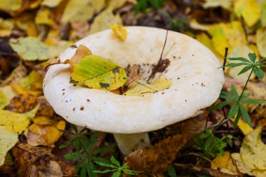 Parlak sarı yapraklarla kaplı bir orman yolu sonbahar ormanlarının derinliklerinde kaybolur. Uzun, düz ağaç gövdeleri, güneş ışığının filtrelediği, uzun gölgeler oluşturan doğal bir tünel oluşturur..