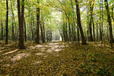 Parlak sarı dökülen yapraklarla kaplı bir orman yolu sonbahar ormanının derinliklerine doğru uzanıyor. Güneş ışığı kısmen sararmış yeşil gölgeliklerden süzülerek yerde bir ışık ve gölge oyunu yaratır..