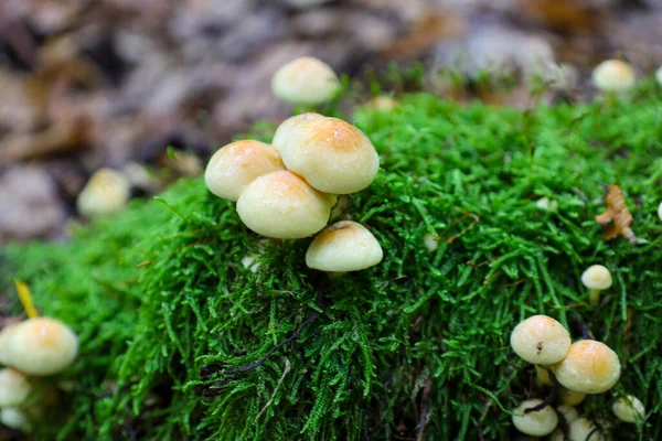 Parlak, nemli mantarlı küçük sarımsı krem mantar kümesi yemyeşil, parlak bir yosun halısında yetişir..