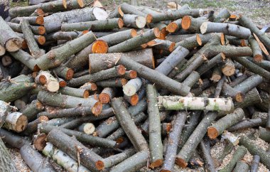 Geniş, dağınık bir yığın taze kesilmiş kütükler ve çeşitli uzunluk ve çaplarda dallar yerde dinleniyor..