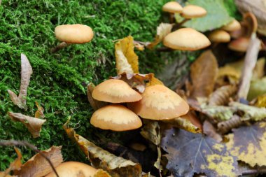 Pürüzsüz, açık kahverengi kapaklı küçük bir mantar kümesi zengin yeşil yosunlarla kaplı dikey bir yüzey üzerinde büyür. Arka plan sarı sonbahar yaprakları ve kuru bitki örtüsünden oluşur.. 