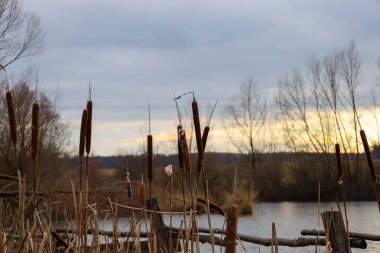 Sunset over a tranquil body of water creates a warm and melancholic atmosphere. Tall brown cattails in the foreground add natural texture and depth to this autumn or winter landscape.