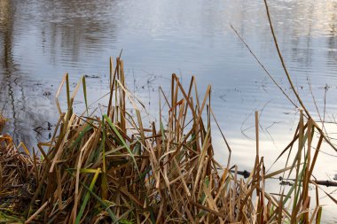 Gri gökyüzünü ve etrafındaki nesneleri yansıtan, bir su kütlesinin kıyısındaki uzun, kuru sazların ve çimenlerin yakın çekimi. Sakin su yüzeyinde hafif dalgalanmalar sessizlik ve sükunet hissi yaratır..