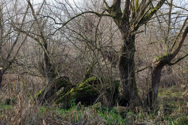 Karmaşık, çıplak dalları olan eski, yosun kaplı ağaçlar, sık çalılık bir zemin üzerinde, bataklık bir alanda dururlar. Ön planda kuru sazlıklar ve genç yeşil çimenler görülebilir..