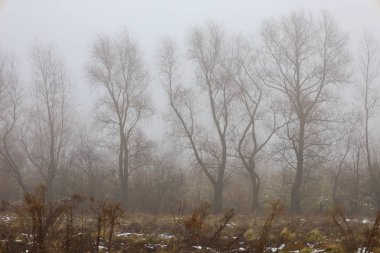 Uzun, çıplak ağaçlar, muhtemelen kavak veya söğütler, bir tarlanın kenarında durur, arka planı neredeyse tamamen gizleyen kalın bir sisle örtülüdür..