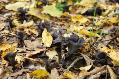 Kara boynuz şeklindeki bir mantar kümesi, sonbahar ormanlarında düşen sarı-kahverengi yapraklardan oluşan yoğun bir halı arasında doğrudan topraktan yetişiyor.. 
