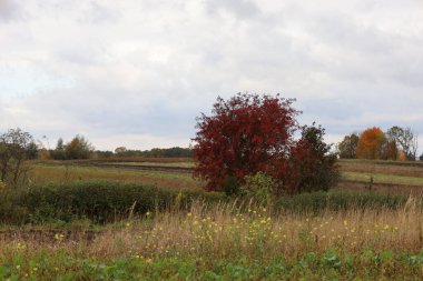 Arka planda tarlaları olan kırsal bir sonbahar manzarası, kompozisyonun ortasında sarı-yeşil uzun otlar ve kır çiçekleri arasında parlak kırmızı bir ağacın egemenliğinde. Bulutlu, parlak bir gökyüzü, sakin, sonbahar sonu atmosferi yaratır..