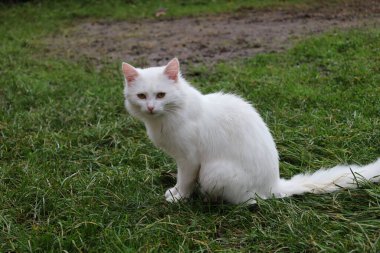 İfade eden sarı gözlü tüylü beyaz bir kedi bahçenin ortasında yeşil çimlerin üzerinde oturur. Hayvan kameraya dikkatlice bakar ve bulanık bir kırsal yolun arka planında uzun ve kalın kürkünü gösterir..