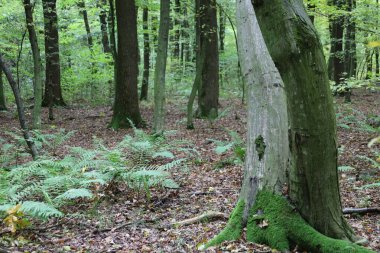 Parlak yeşil yosunlarla kaplı dev bir ağaç gövdesi ormandaki eğreltiotlarının arasından yükselir. Düşen yapraklar, vahşi yaprak döken bir ormanın huzurlu atmosferini vurguluyor..