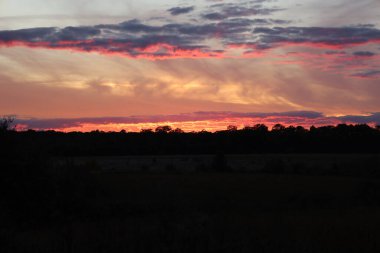 Canlı bir akşam günbatımı, ufuktaki bir ormanın karanlık siluetinin üzerindeki bulutları pembe ve kırmızı renklerle boyar..