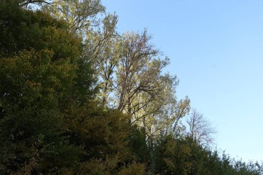 Yeşil ve sarımsı yaprakları olan sık yapraklı ağaçların tepeleri güzel bir günde açık mavi gökyüzüne karşı yükselir. Güneş ışığı tacı hafifçe aydınlatır. Geçiş döneminde doğal zıtlıkları ve orman bitkisinin güzelliğini vurgular. .