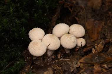 Beyaz küresel mantar kümesi, yaygın olarak görülen tükürük topları (Lycoperdon perlatum), nemli bir orman zemininde koyu yeşil yosunların yanında yetişir..