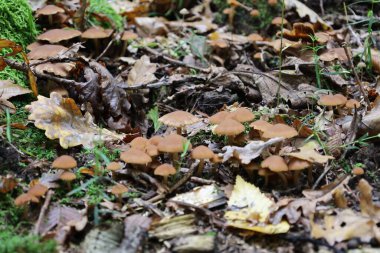 Büyük bir küçük kahverengi mantar ailesi (muhtemelen bal mantarı veya galerina) sık sık yosun ve düşmüş meşe ve huş yaprakları arasında orman zeminini kaplar..