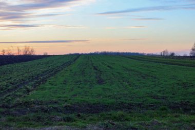Taze yeşil kış ekinleri, pembe ve altın bulutların mavi ufukla buluştuğu yumuşak bir sabah gökyüzünün altındaki tepeleri kaplıyor..