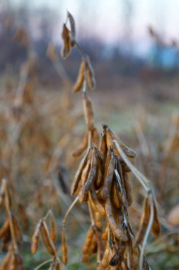 Kuru fasulye sapları ve olgun kabukları yakın planda bir akşam tarlasının bulanık arka planına karşı. Ekinlerin doğal altın-kahverengi tonları tarım mevsiminin sonunu vurguluyor ve barış ve gerçeklik ortamı yaratıyor.
