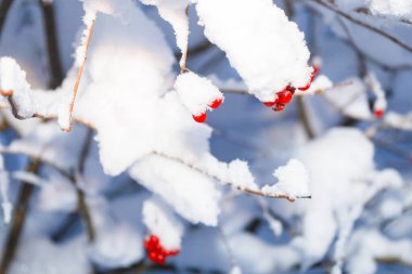 Tüylü beyaz karla kaplanmış kırmızı viburnum dut kümeleri kış bahçesinin arka planında büyülü bir kontrast oluşturur..