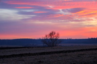 Gökyüzünü canlı pembe ve turuncu renklerle dolduran inanılmaz bir günbatımında kırsal bir arazinin resimsel görüntüsü. Karanlık ormana ve alacakaranlığa karşı yalnız bir ağaç sükunet yaratır.,